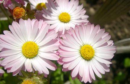 foto-flores-peq - Poze faine