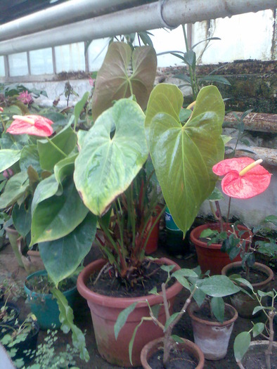 Anthurium - flori de camera