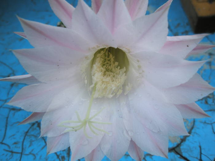 Echinopsis eyresii - floare 26.06 - Echinopsis