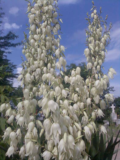 Yucca filamentosa