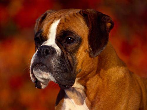 Boxer Dragut Poze Caini Frumosi Boxer Wallpaper - caini