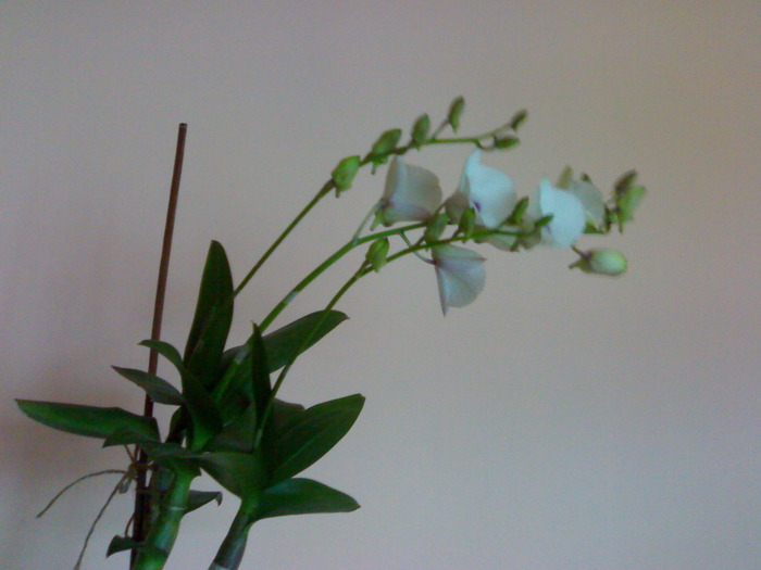 Den phalaenopsis alb cu labelum mov; florile au o textura carnoasa , de papirus ; sunt semi campanulate la inceput,pt ca mai apoi sa se d
