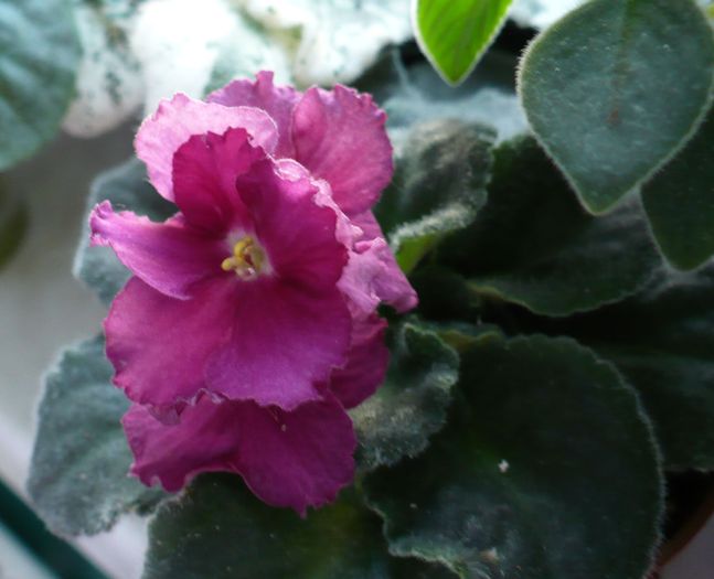 Crimson Ice - mutatie - Saintpaulia - violete de camera