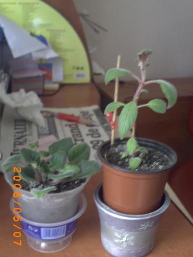 violeta+kohleria - florile mele-2008-martie