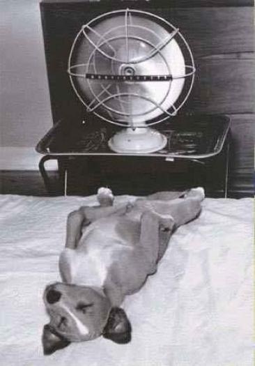 fun pic 10 - animale