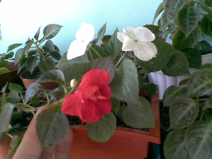impatiens rosu si alb
