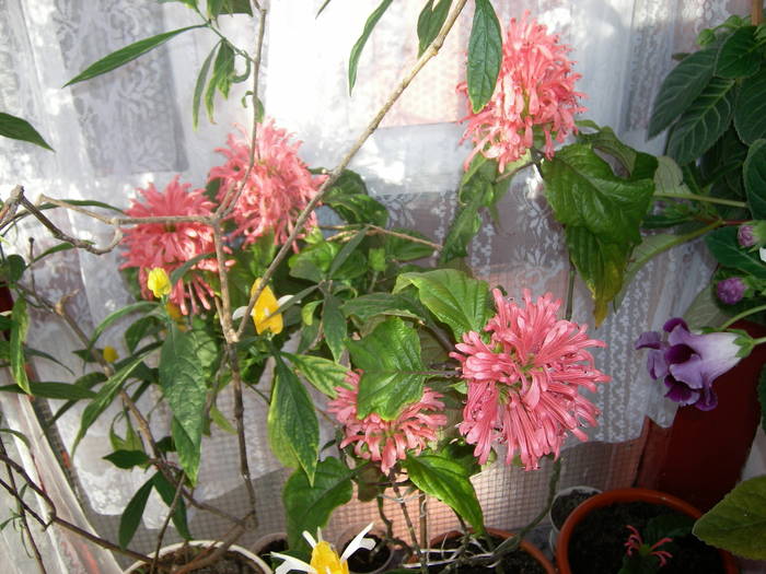 Coroana regala