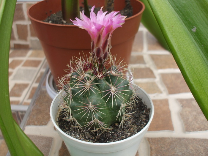 Thelocactus bicolor - cactusi infloriti