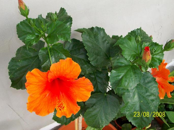 100_0106 - hibiscus