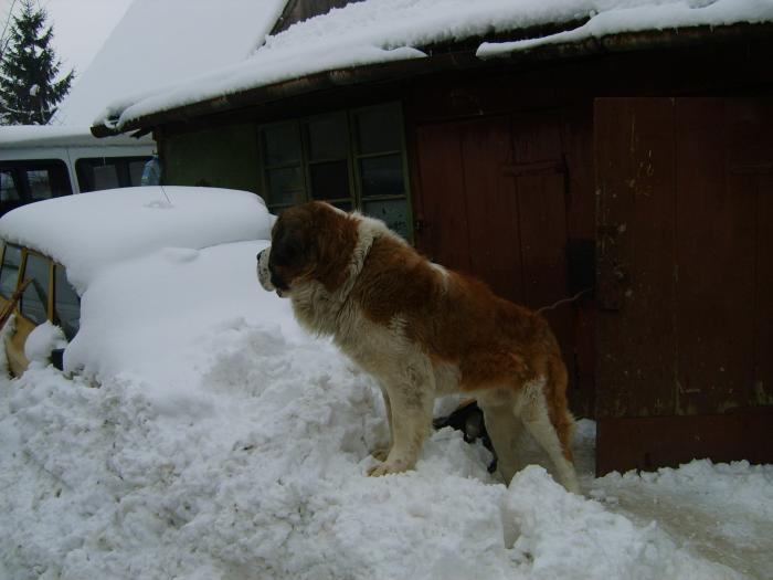 S5000142 - Pereche Saint-Bernard