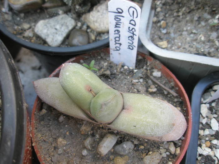 Gasteria glomerata