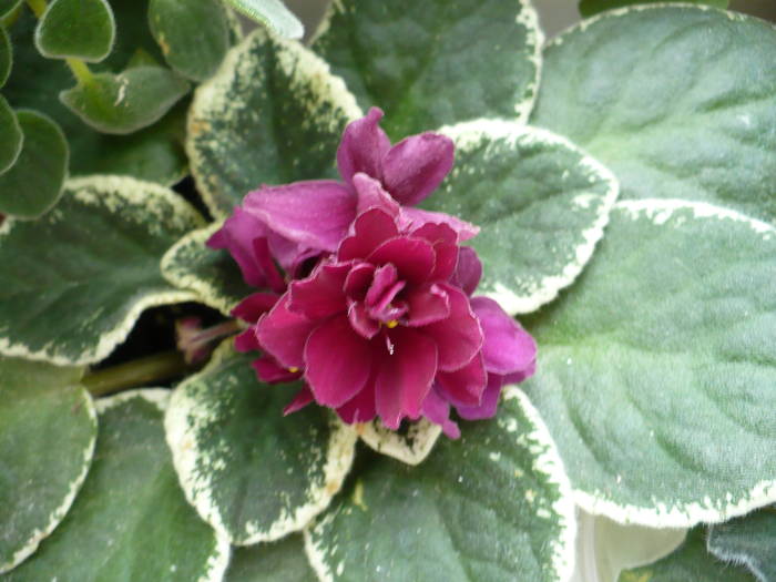P1150235 - Saintpaulia - violete de camera