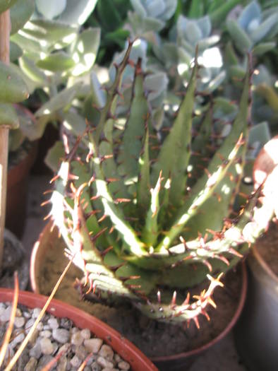 Aloe broomii