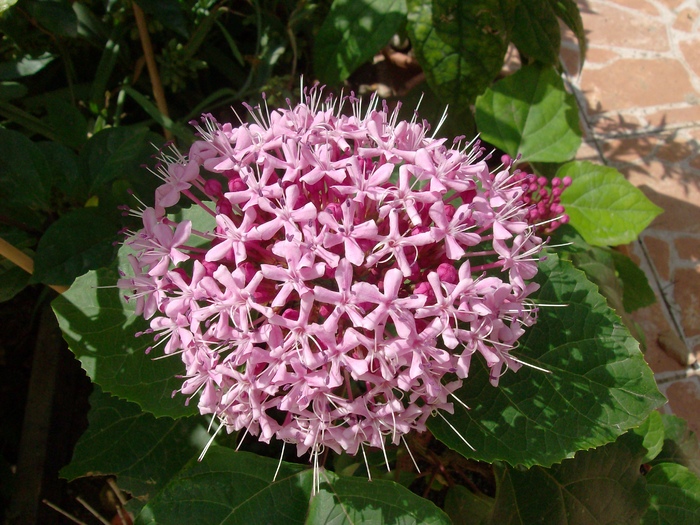 Clerodendron bungei - Plante de gradina 2010