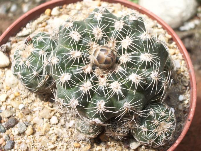 Gymnocalycium bruchii - cactusi