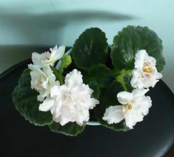 P1160158
