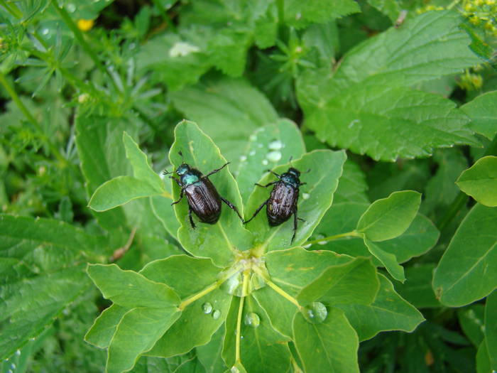 DSC03785 - Concediu 2009