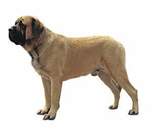 mastiff