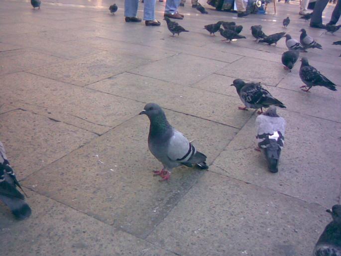 25092008(037) - 18j Venetia Italia