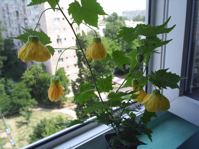 PIC_0015 - Alte plante