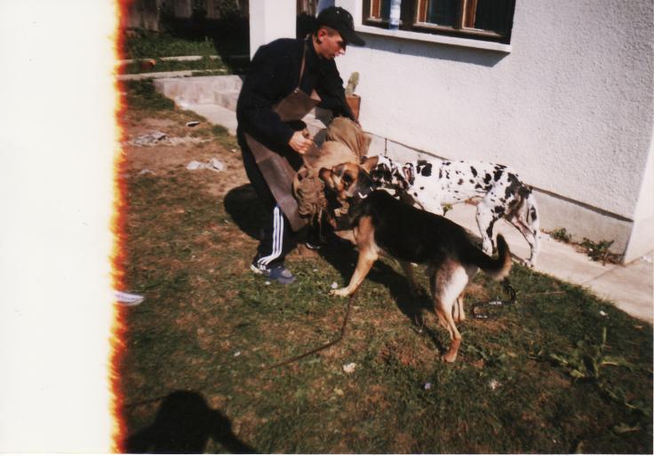 cg&dog german arlechin-dik&aramis