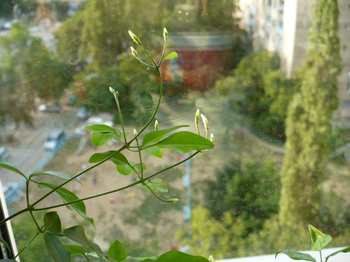 boboci de Jasminum (iasomie de camera)