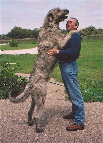 NOW THESE ARE BIG DOGS!!!!!! [from www.metacafe.com] #6 - Caini giganti