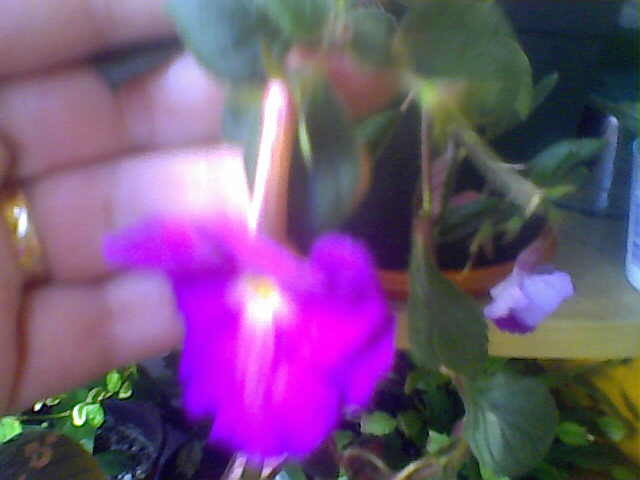 achi - florile mele