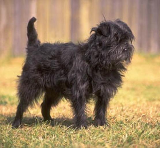 AFFENPINSCHER - RASE CAINI