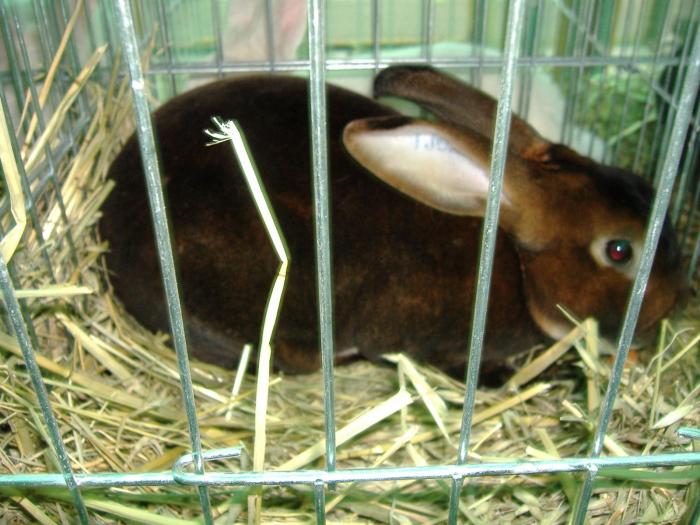 DISZNOVAGAS KEPEK 239