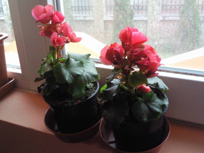 begonii martie 09