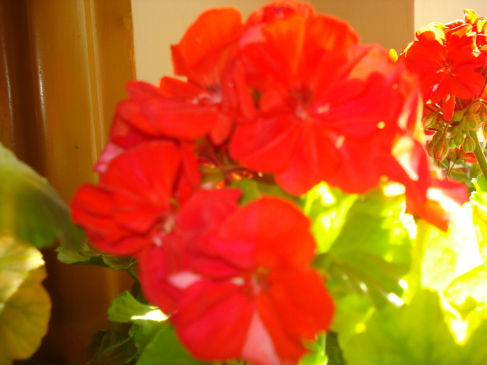 DSC04000 - FlowersssMuscate Rosii superbe