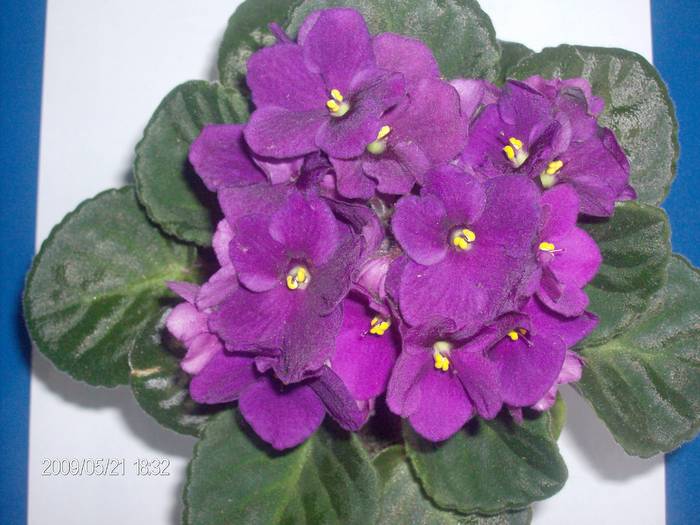 violeta mov - cumparata 19.05.2009 - 1 - Violete inflorite
