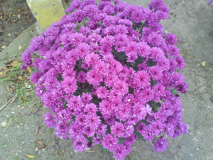 1 - Crizanteme  butasi  DE VANZARE iulie2012