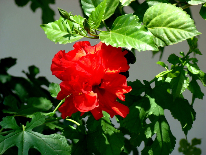 hibiscus rosa sinesis 1_01 - 4_iulie