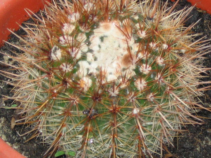 Notocactus schlosseri / Parodia erubescens - iunie 2009