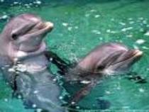 doi delfini frumosi