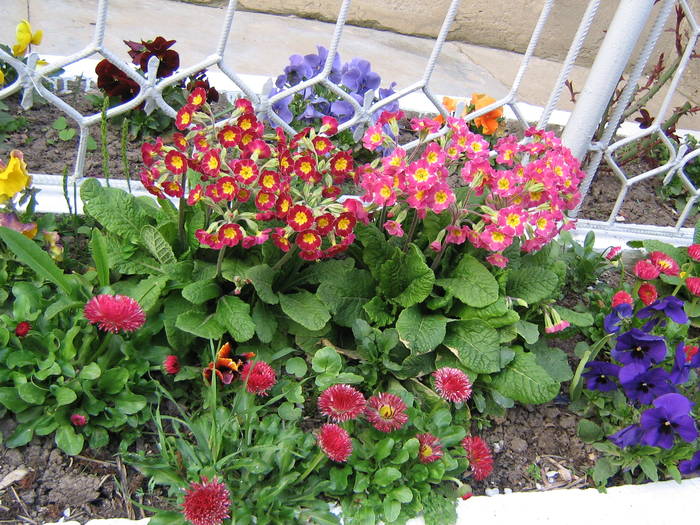  - flori de gradina 2009
