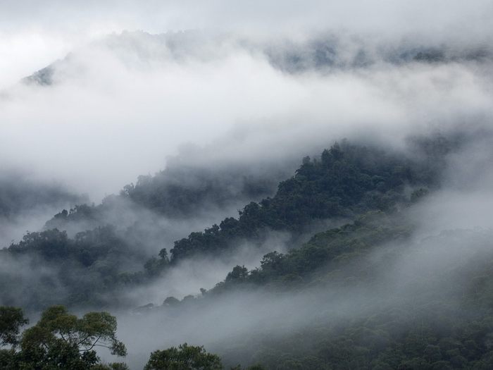 Cloud Forest, Maquipucuna Nature Reserve, Ecuador - Wallpapers Premium