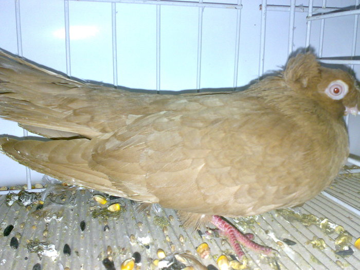 calarasi 14 - 1509 rom juc 1