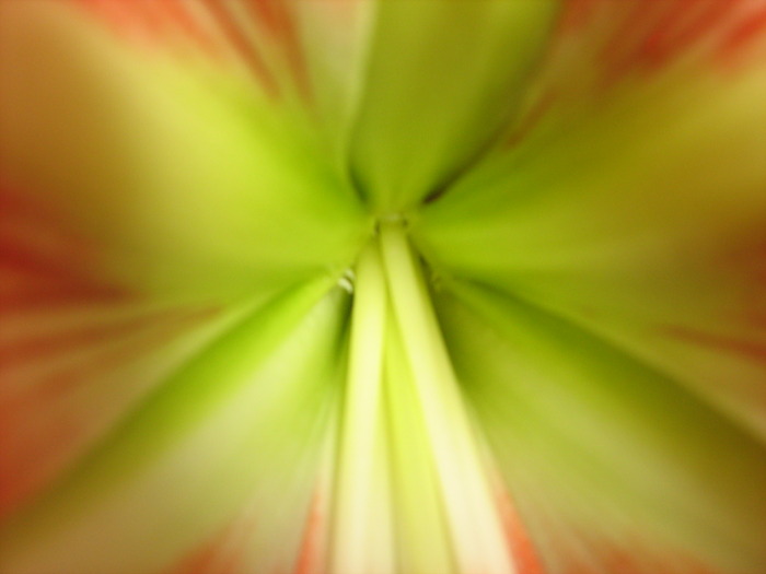 IMG_1809 - Amaryllis