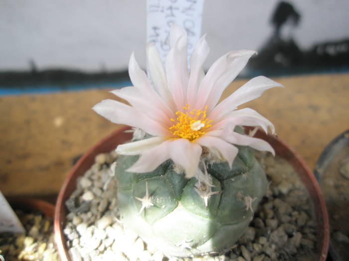 Turbinicarpus lophophoroides - 13.07 - Turbinicarpus