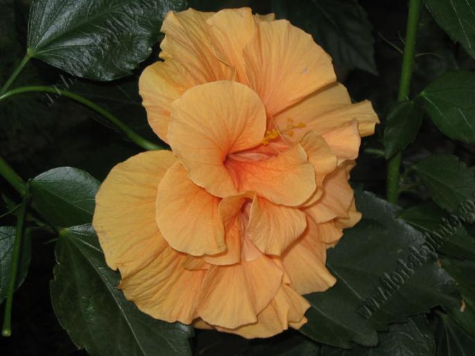 Hibiscus caisa