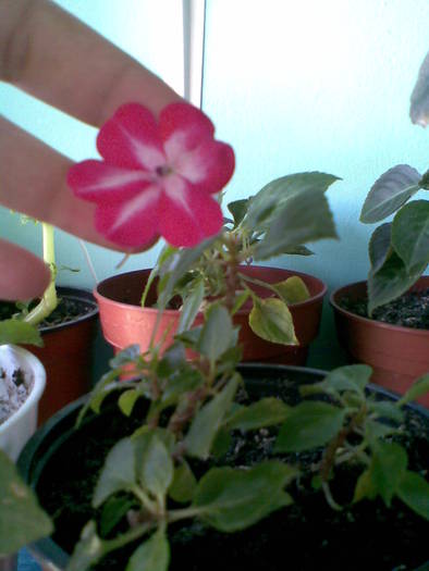impatiens bicolor