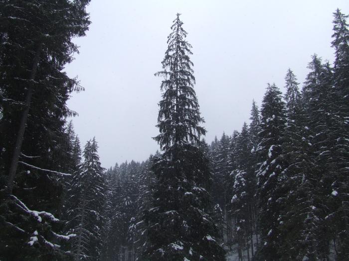 DSCF4585 - poiana zinelor