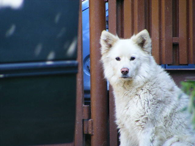 DSCF3471 - Renault Clio 13 iulie 2009