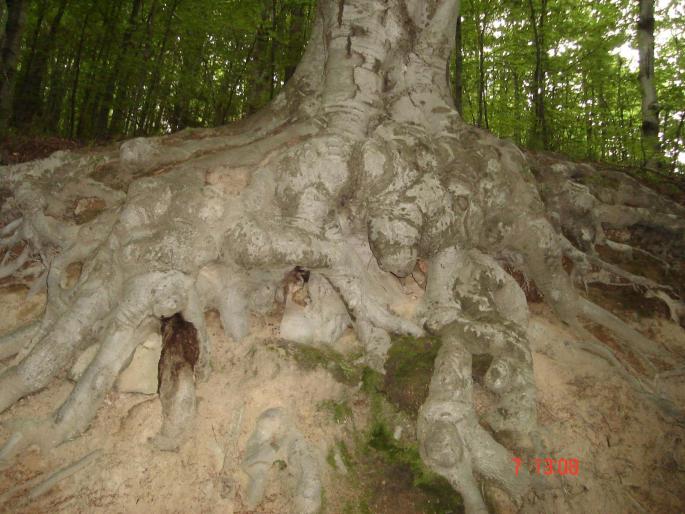 DSC01370 - Vacanta Calimanesti-Caciulata