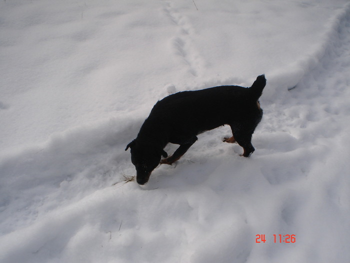 DSC08701 - Bella ianuarie 2010