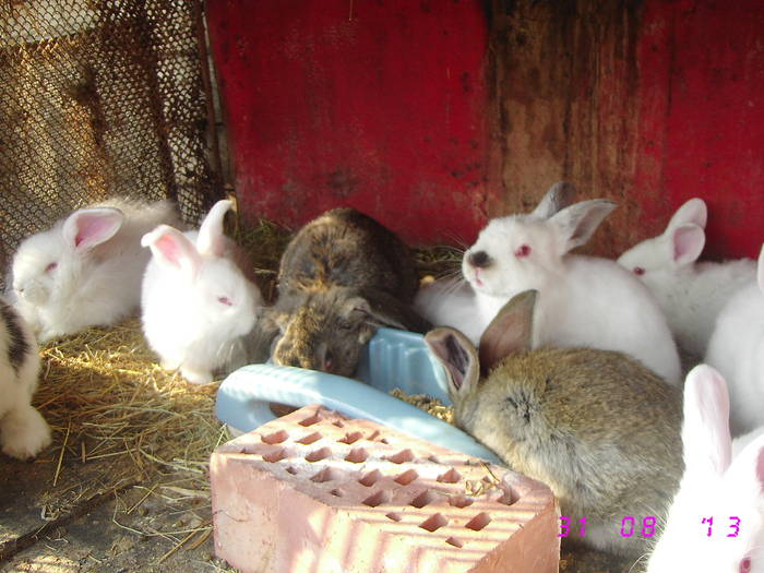 poze iepuri 286 - viitori campioni 3