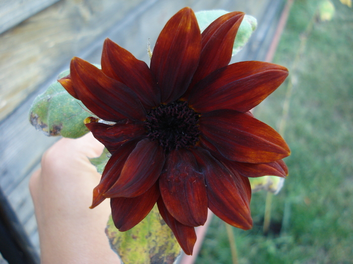 Sunflower Moulin Rouge (2009, Aug.21)